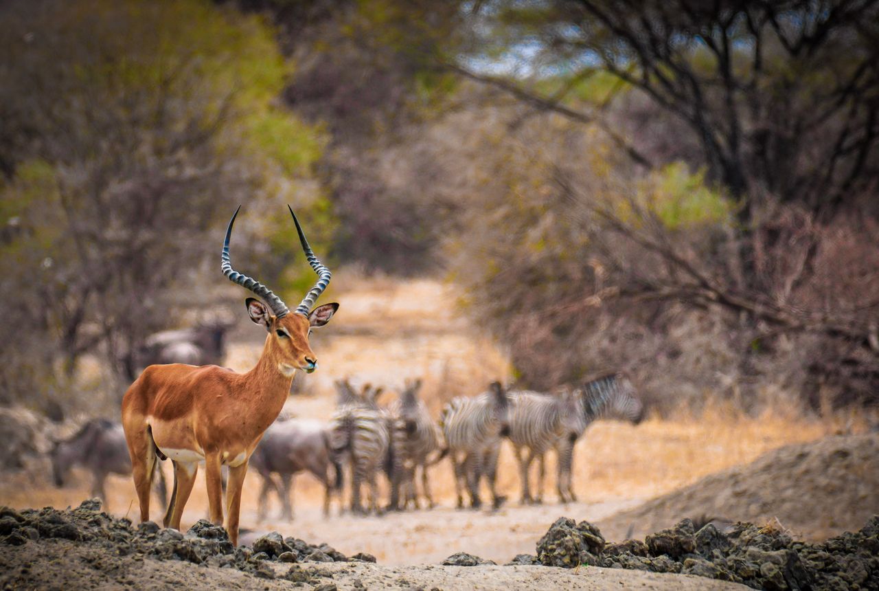 Botswana Premium Delta
